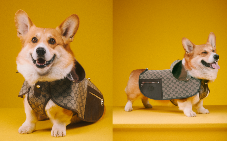 大牌奢侈宠物用品 | Gucci 古驰“人不如猫狗”系列用品海淘